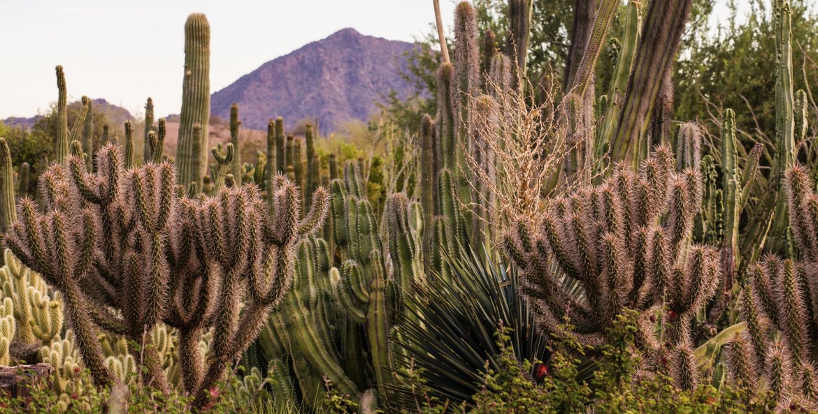 organ pipes rise up in the background of the scenic landscape at Desert Botanical Garden