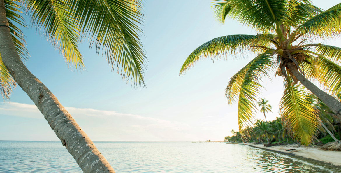 palm trees lean at water's edge in Ambergris Caye, Belize