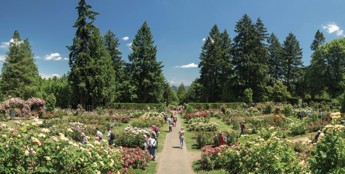 Visitors explore the International Rose Test Garden on a sunny day.