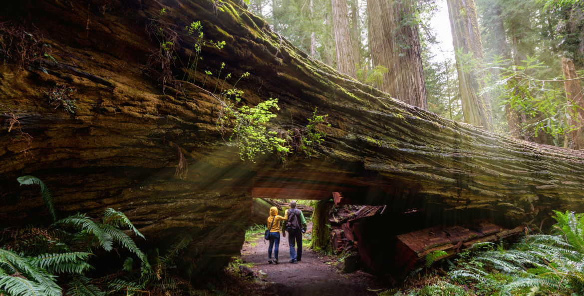 AAA Members hike through a massive tree trunk in Redwood National and State Parks.