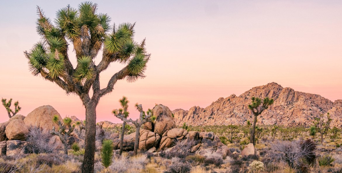 Joshua Trees in Joshua Tree National Park in Southern California at sunset.