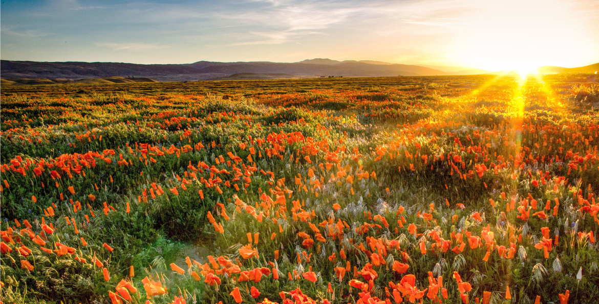 Large field of poppies at the Antelope Valley California Poppy Reserve, California at sunset.