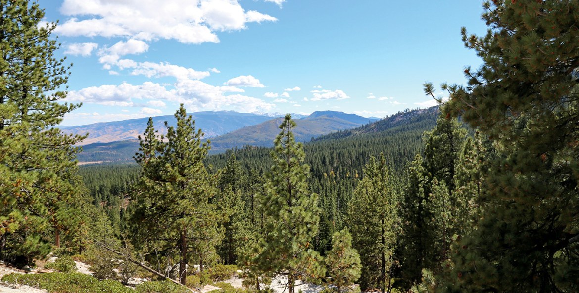 Ponderosa and Jeffrey pines in Crystal Peak Park, Verdi, Nevada