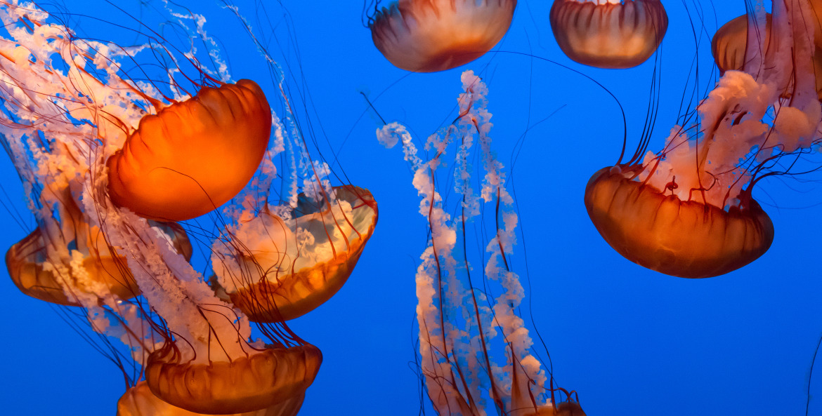 Sea Nettle Jellyfish on a blue background.