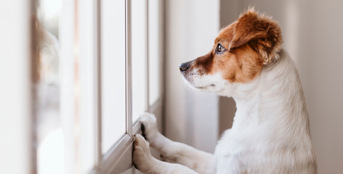 Dog looks out the window of its owner's front door