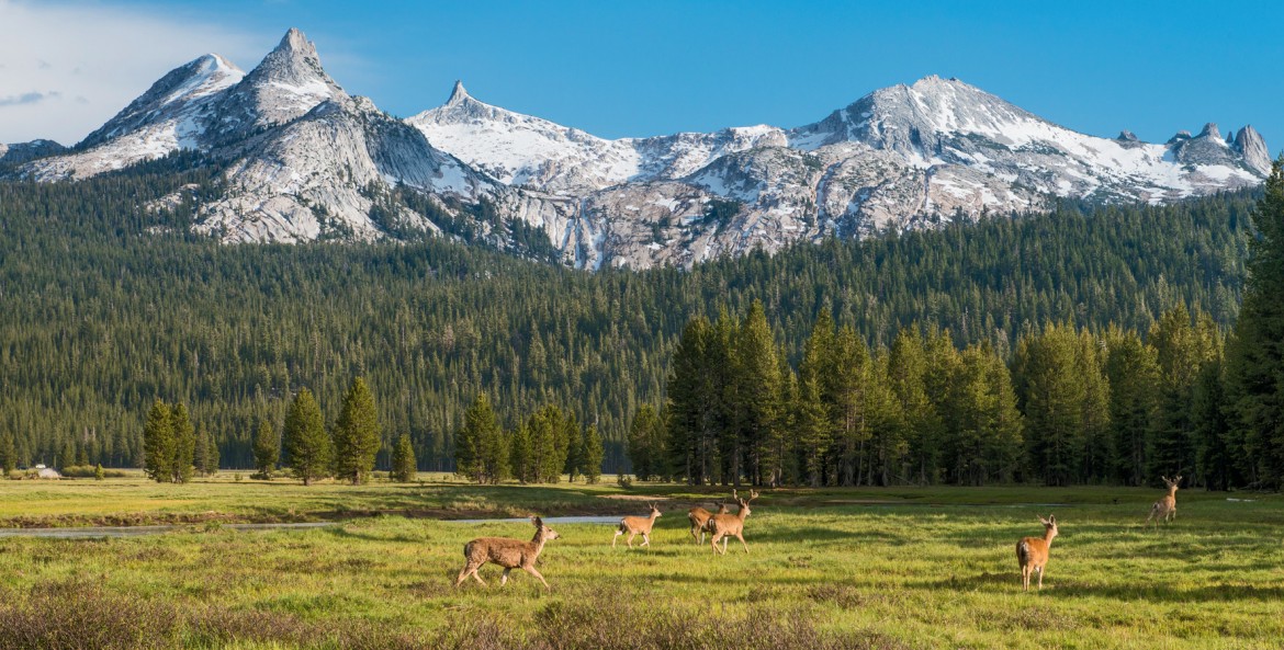 deer prance through Tuolumne Meadows in Yosemite National Park as the Cathedral Range looms in background