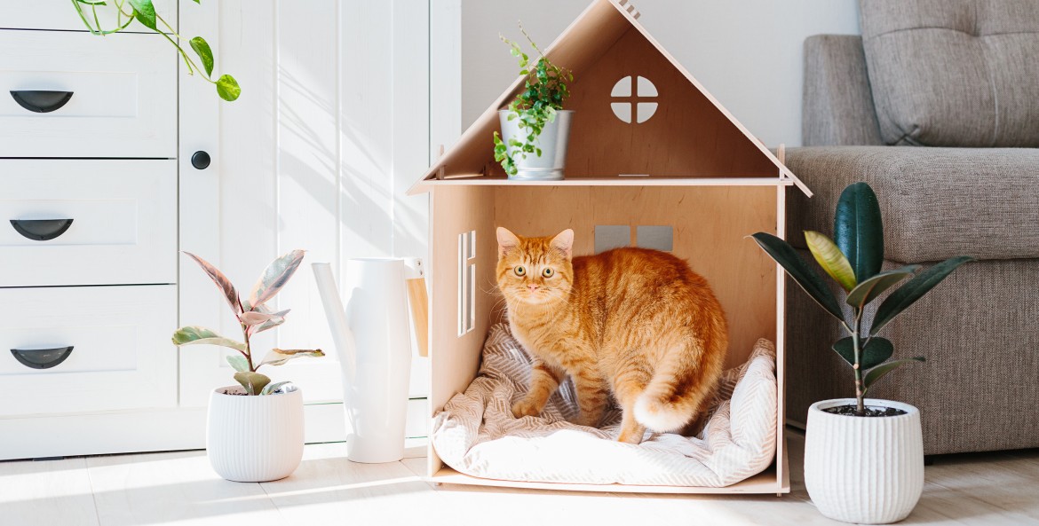 Orange tabby gets comfortable inside a pet house.