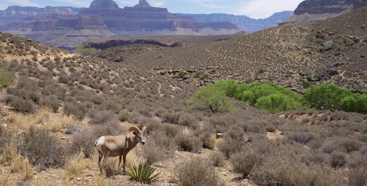 Desert bighorn sheep on the trail to Plateau Point in Grand Canyon National Park, Arizona