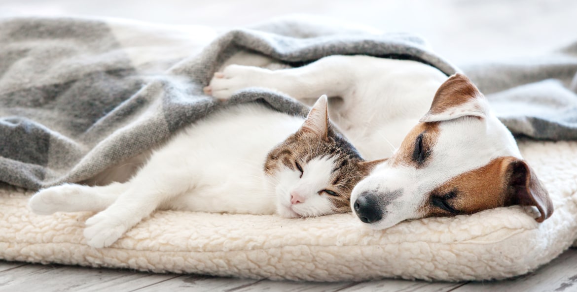 A cat and dog sleep on a pet bed under a blanket.