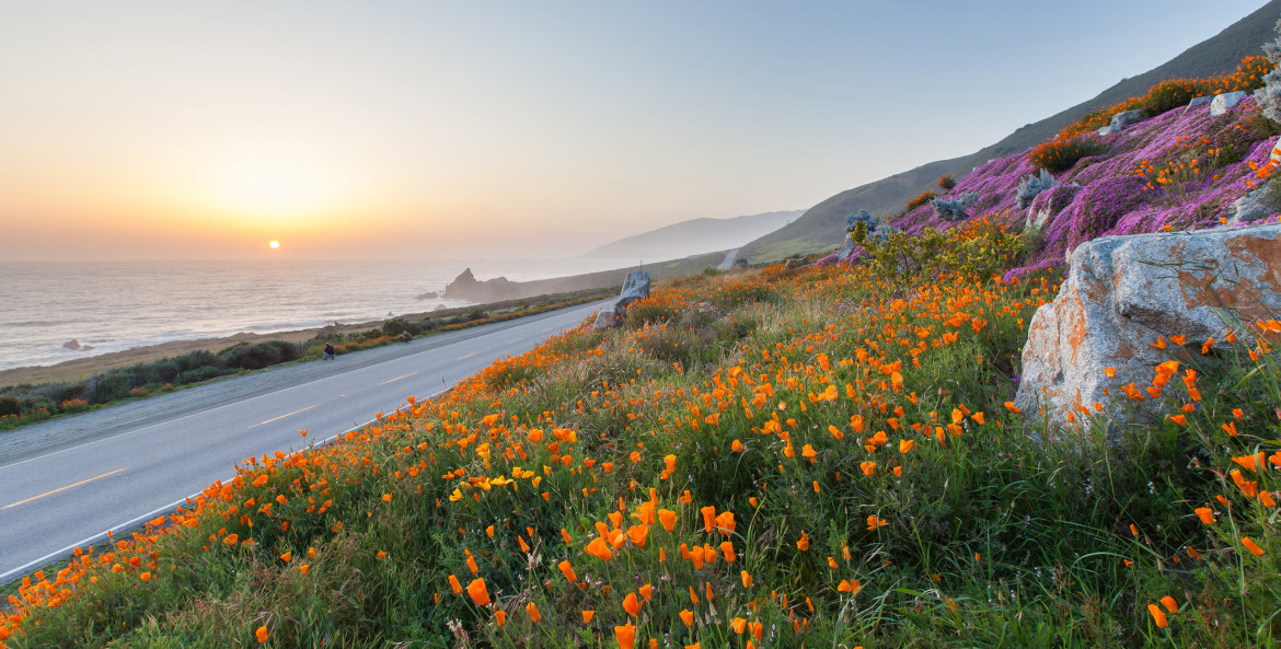 California poppies and other wildflowers grow on the side of Highway 1.