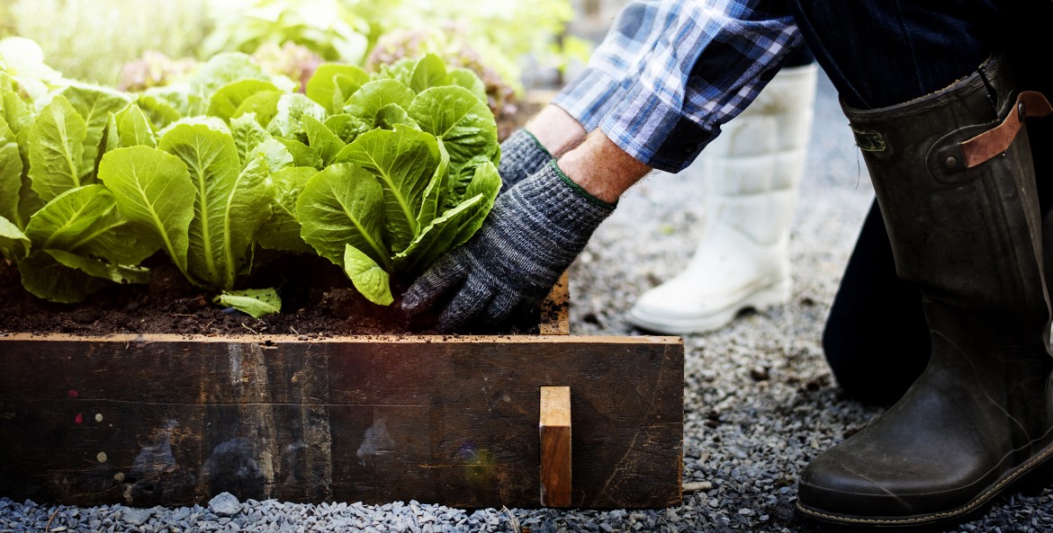 A gardener harvests lettuce from their raised bed.
