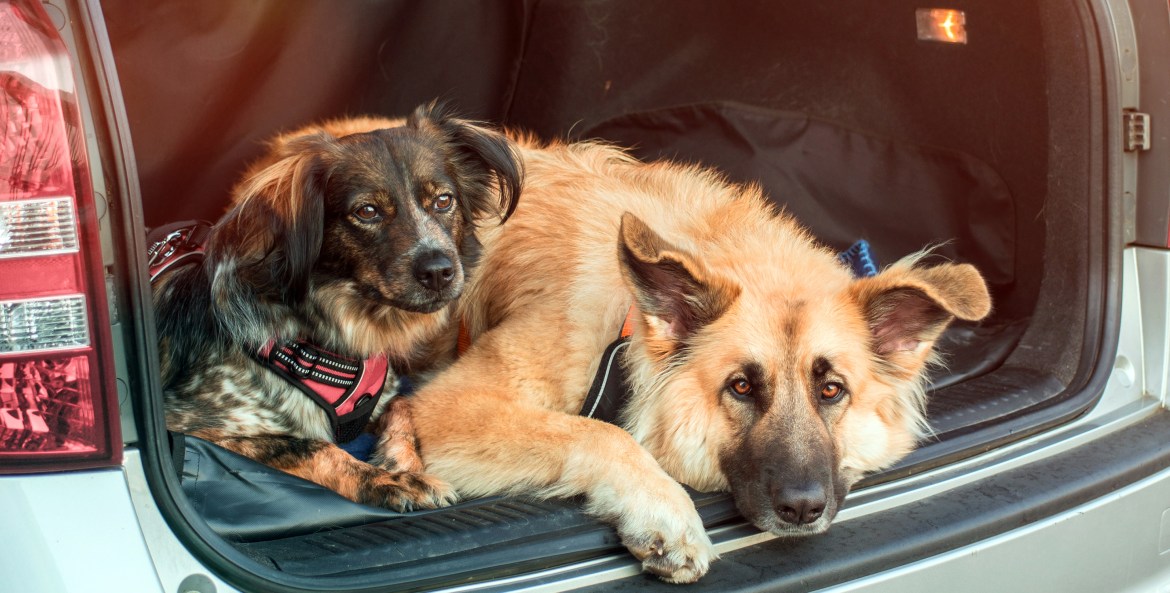 Two dogs lie down in the back of a car.