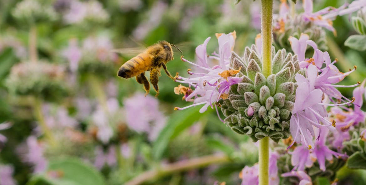 Honey bee gathering nectar from Purple sage (Salvia leucophylla) flowers in California.