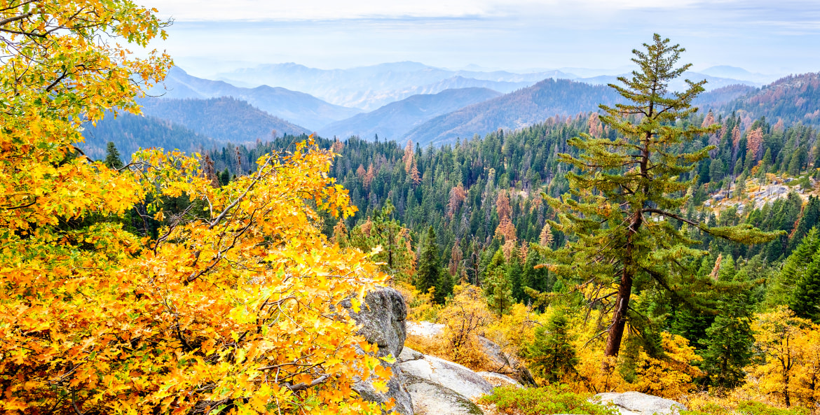 Fall colors in Sequoia and Kings Canyon National Parks.