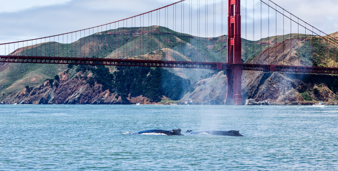 Gray whales swim near the Golden Gate Bridge on an overcast day.