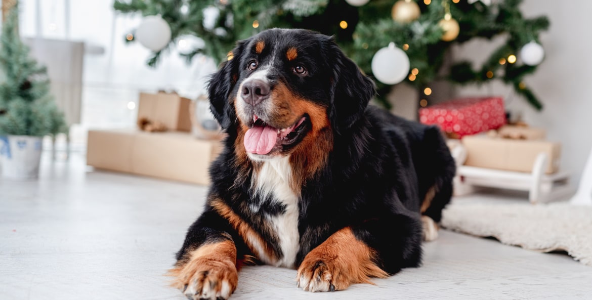 A Bernese mountain dog lounges in front of a Christmas tree.