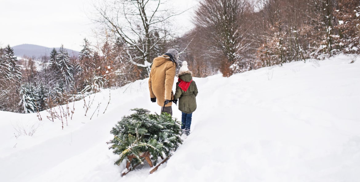 A girl and her grandfather bring home their freshly cut Christmas tree on a sled across a snow covered landscape.