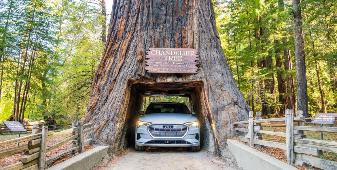 An EV drives through the Chandelier Tree in Leggett, California.