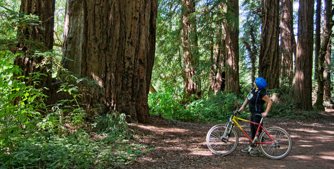 A mountain biker among the trees in Rancho del Oso.