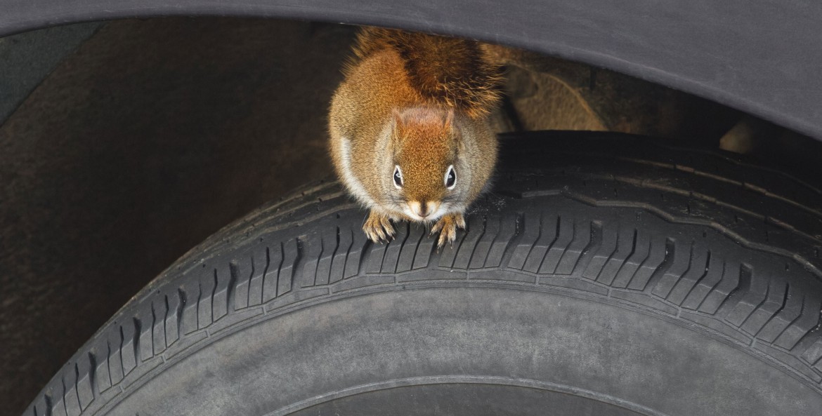 Eastern Grey Squirrel sitting on vehicle tire.