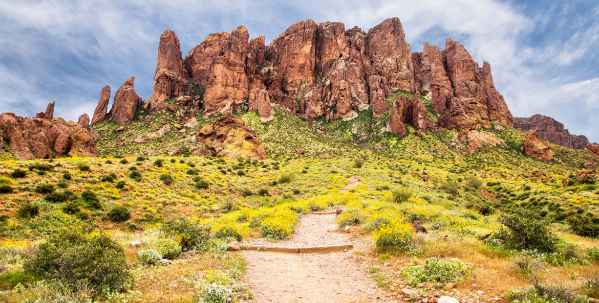 Wildflowers line the Treasure Loop Trail into the Flairon at Lost Dutchman State Park in the Superstition Mountains.