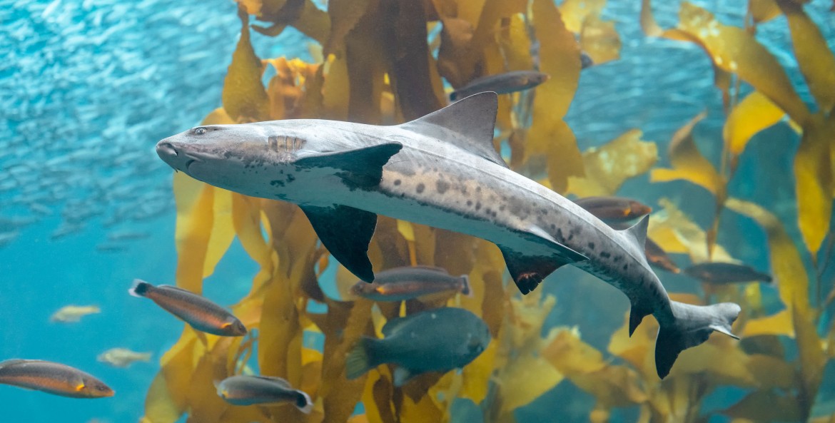 A leopard shark swimming in the Kelp Forest exhibit.