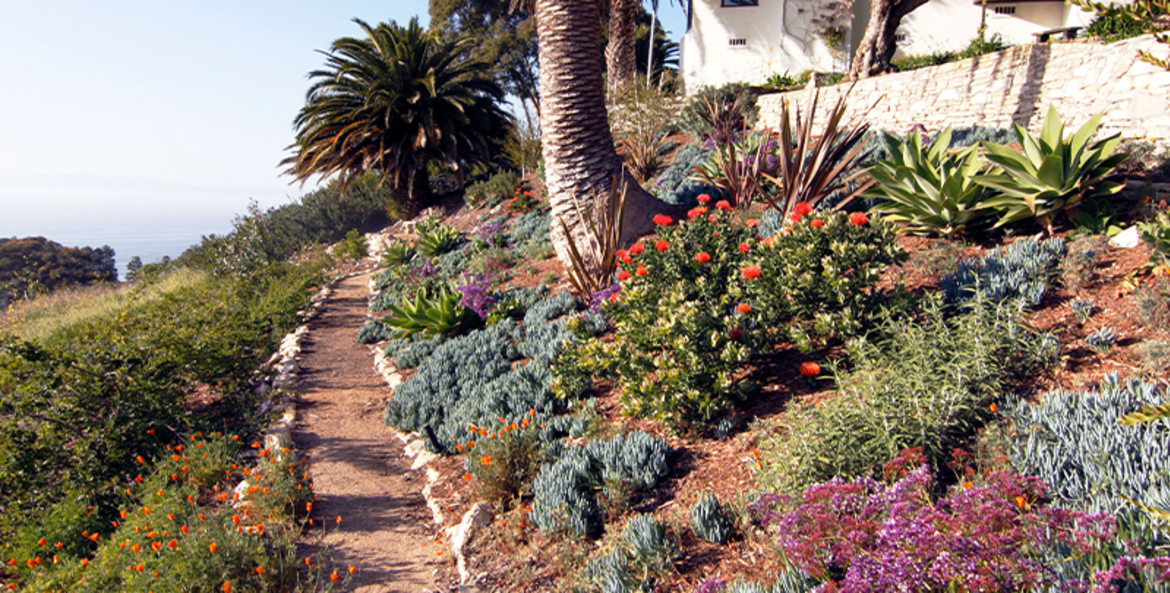 Drought-tolerant garden on the California coast.