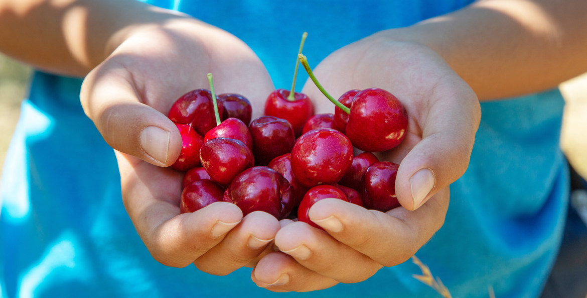 a person cups freshly-picked cherries in Brentwood, California.