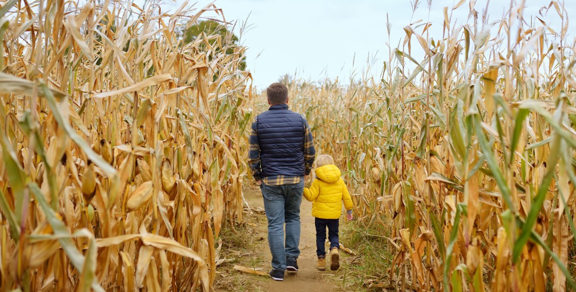 A father and son walk through a Halloween corn maze on a cloudy day.