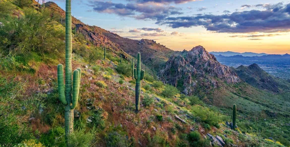 Cacti grow in the McDowell Mountains in Arizona.