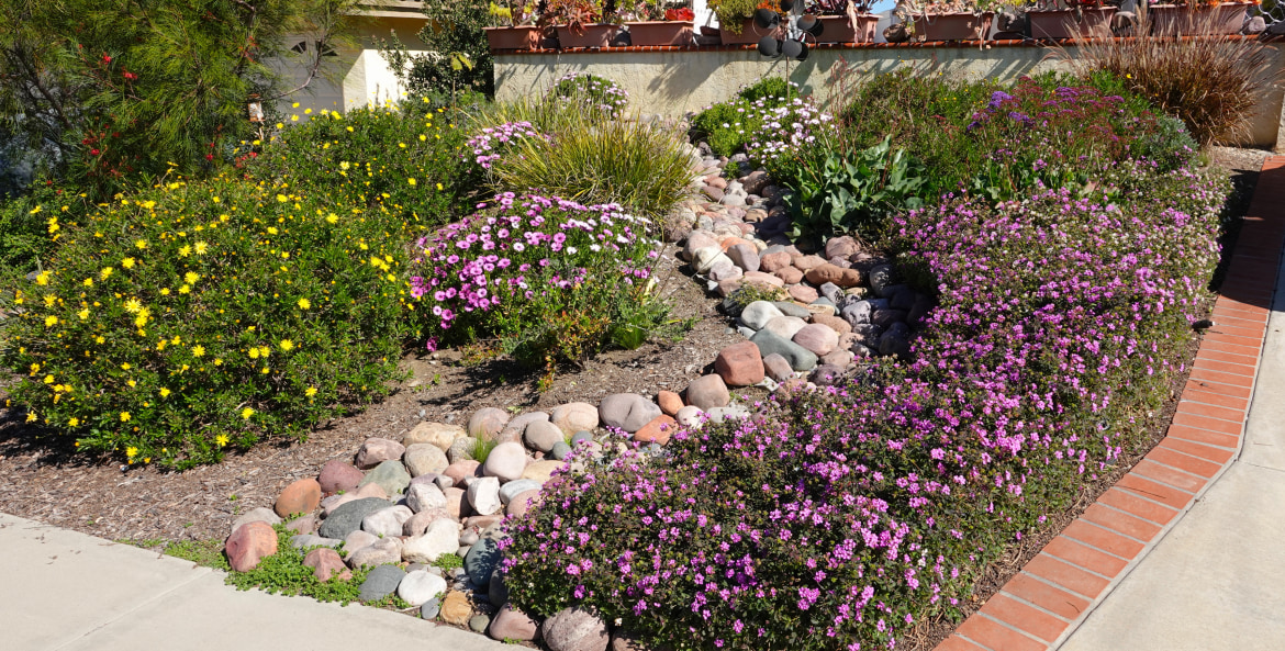 A drought-tolerant, xeriscaped front yard full of purple and yellow flowers.