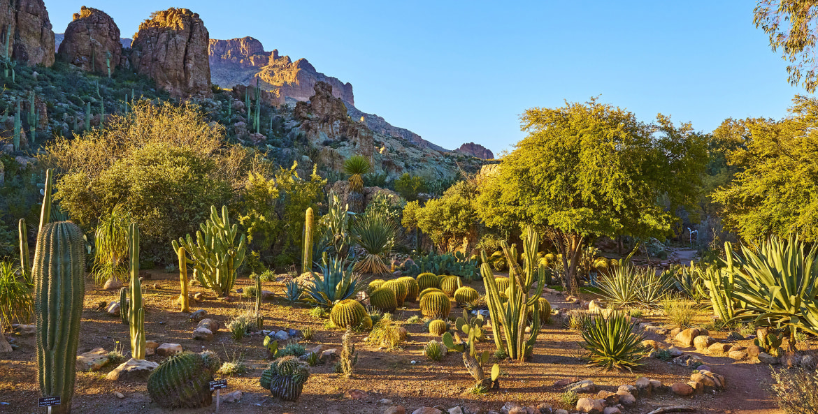 Morning view of the cactus and succulent gardens looking towards Magma Ridge at Boyce Thompson Arboretum.