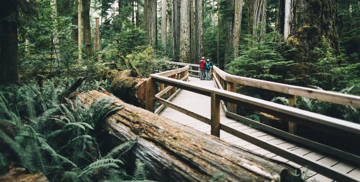 Hikers on a boardwalk in Cathedral Grove in MacMillan Provincial Park on Victoria Island.