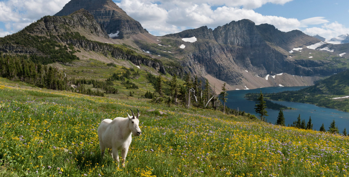 A mountain goat (Oreamnos americanus) stands in a meadow above Hidden Lake, Glacier National Park.