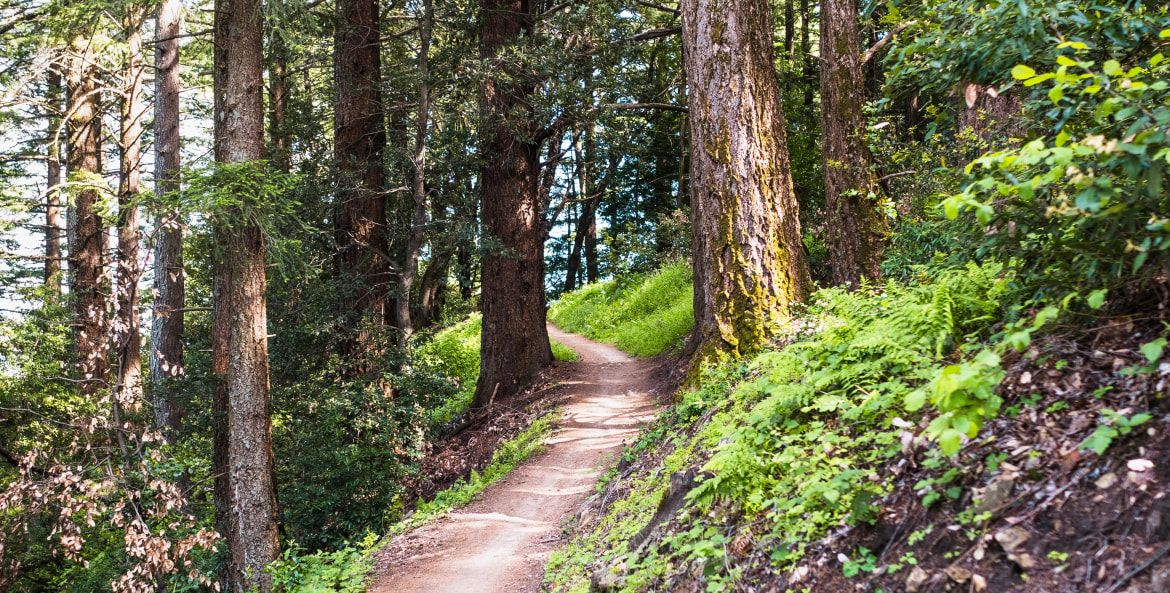 Redwood trees line a trail in Sanborn County Park, Saratoga, California.