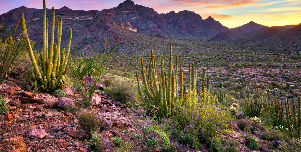 organ pipe cacti with dramatic sunset at Organ Pipe Cactus National Monument in southern Arizona's Sonoran Desert