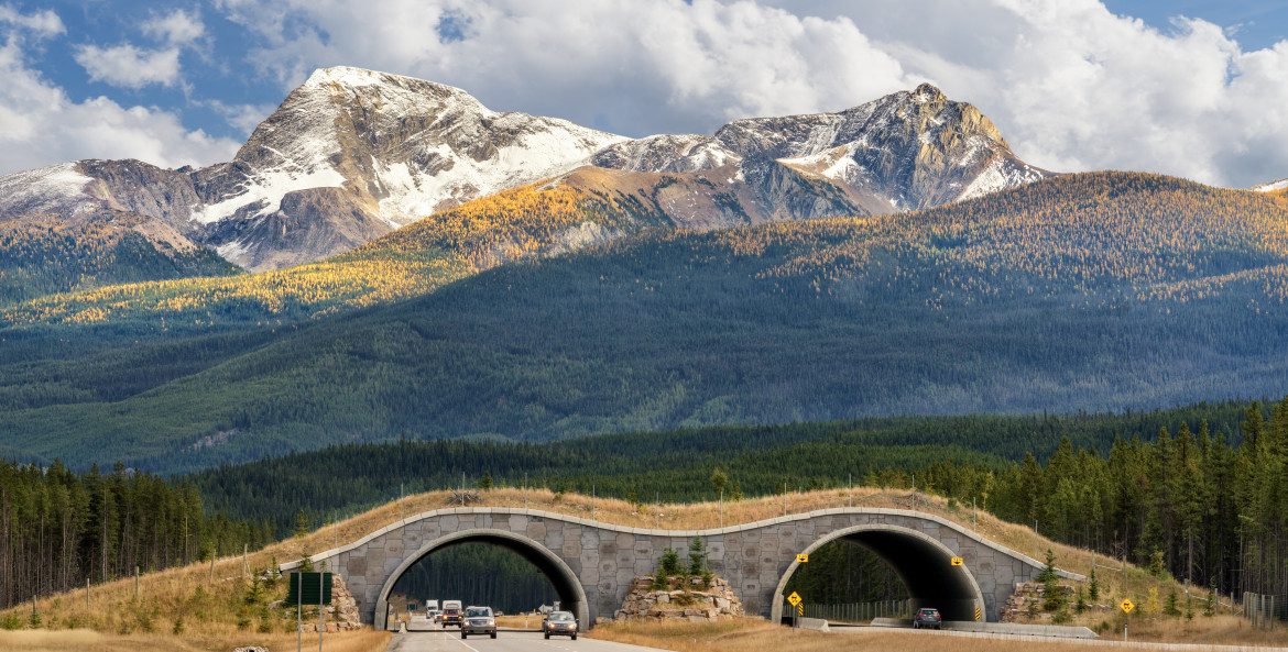 Cars drive under a wildlife crossing overpass in Canada's Banff National Park.