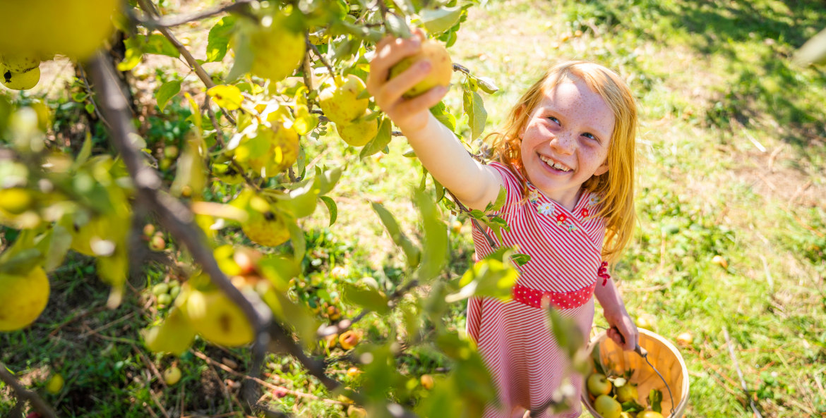 A girl picks apples at 24 Carrot Farms in Placerville, California.