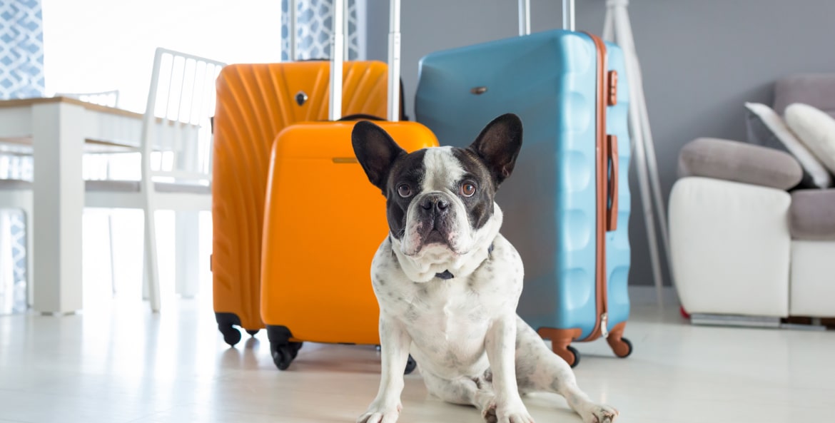 A dog sits with three suitcases.