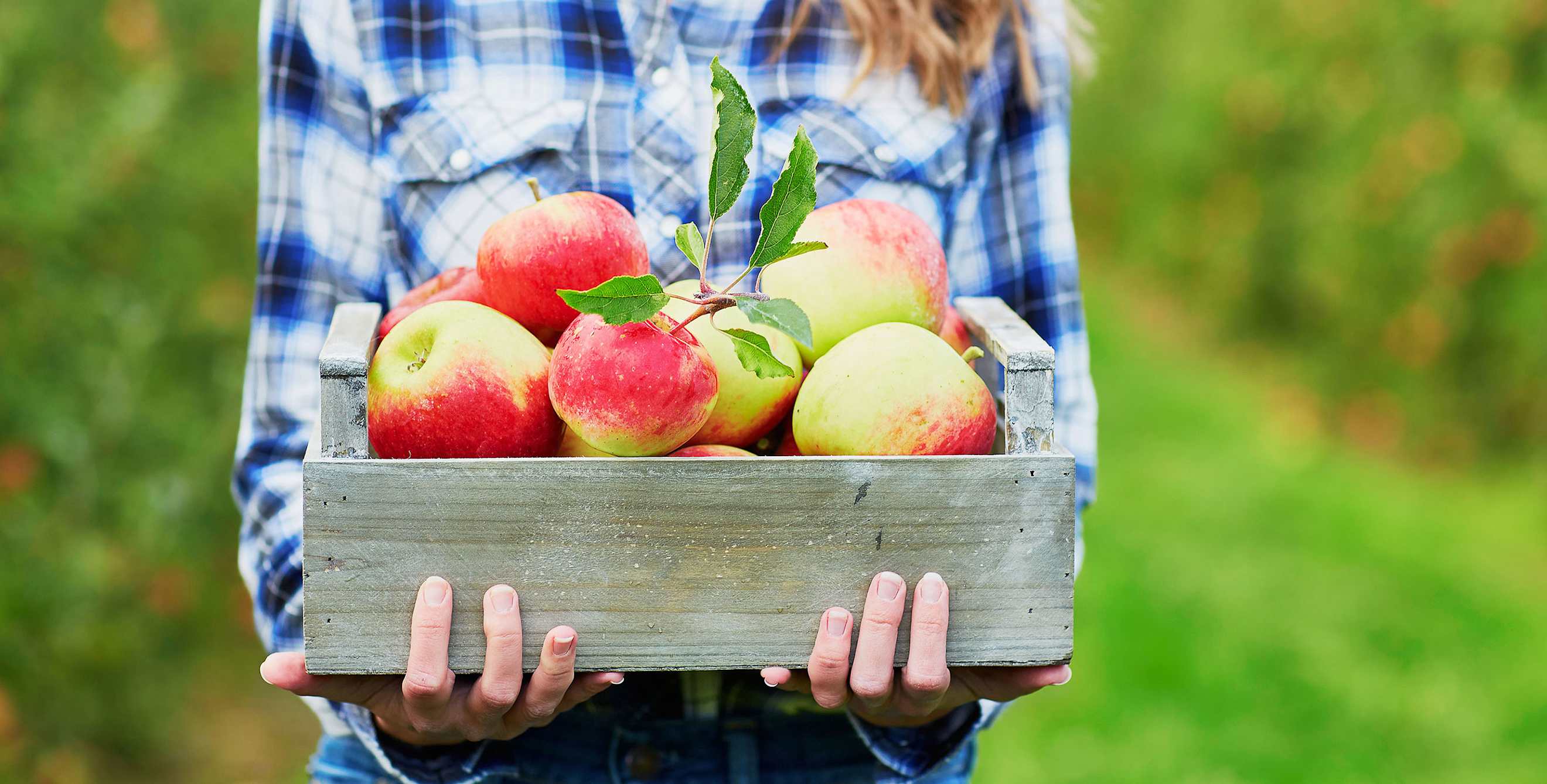 a woman in an orchard carries a wooden box filled with freshly picked apples, picture