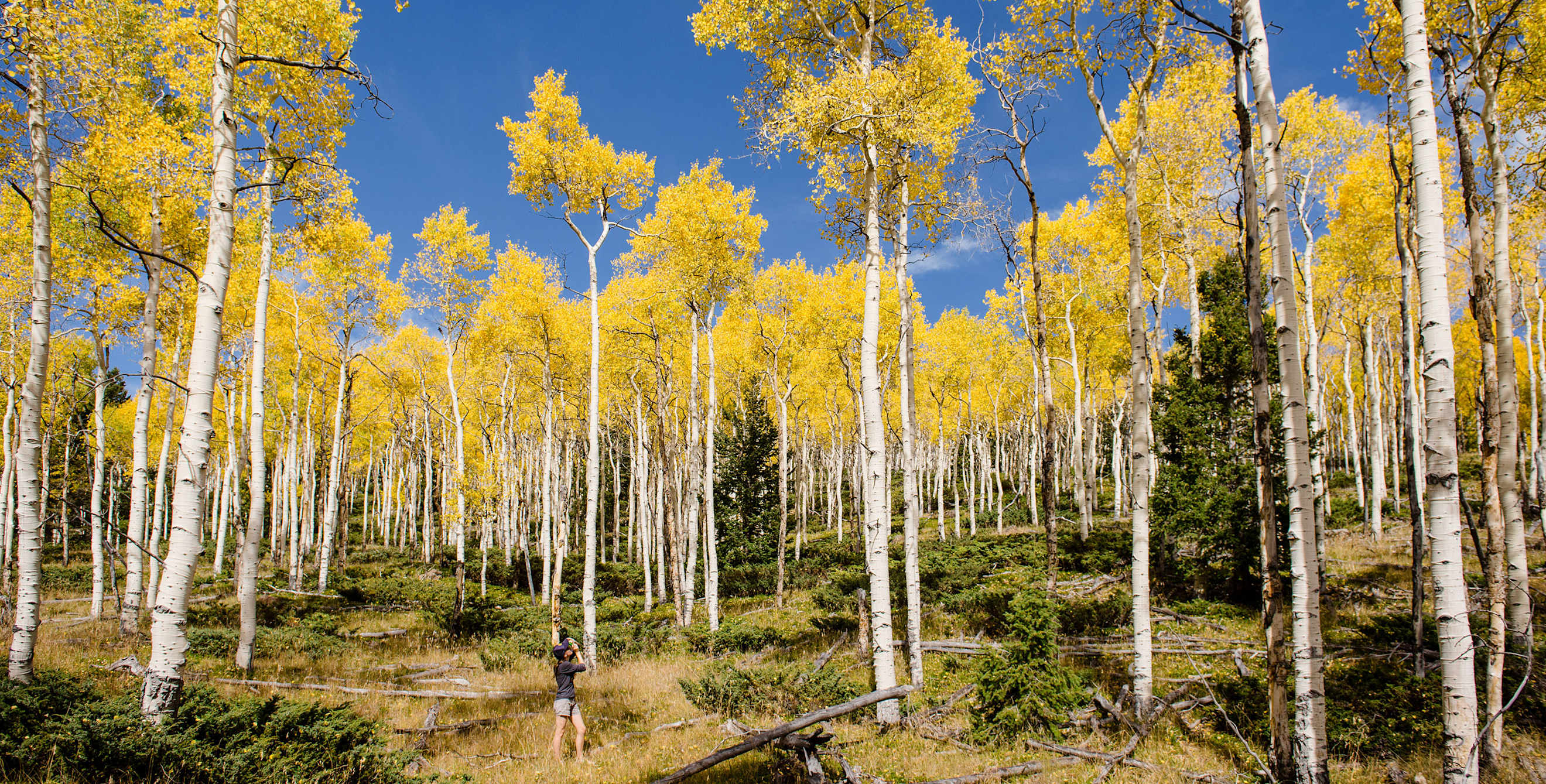 a picture of Pando Forest in Utah during fall with golden leaves on the aspens