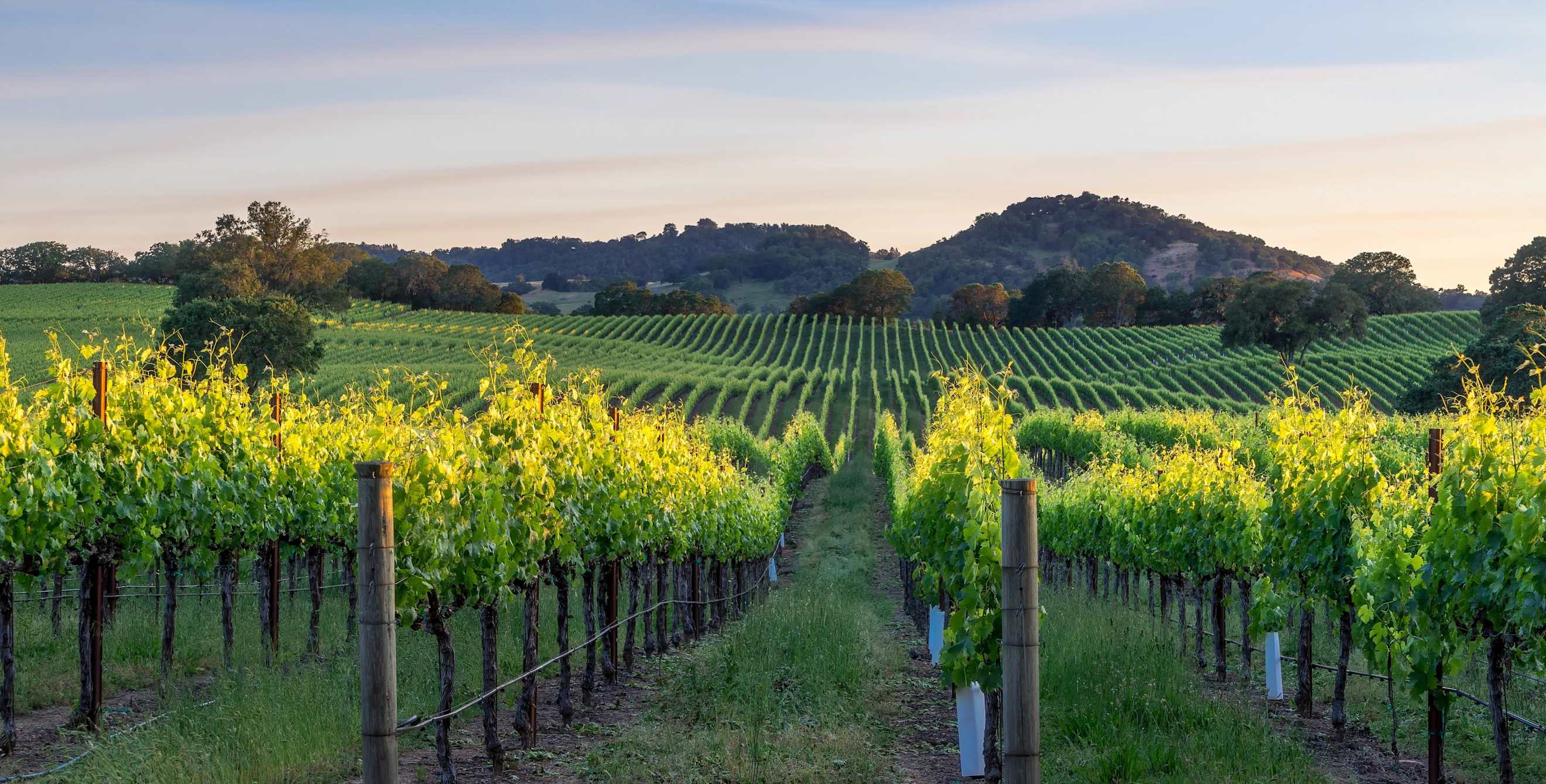 sunset on a vineyard in Healdsburg, CA