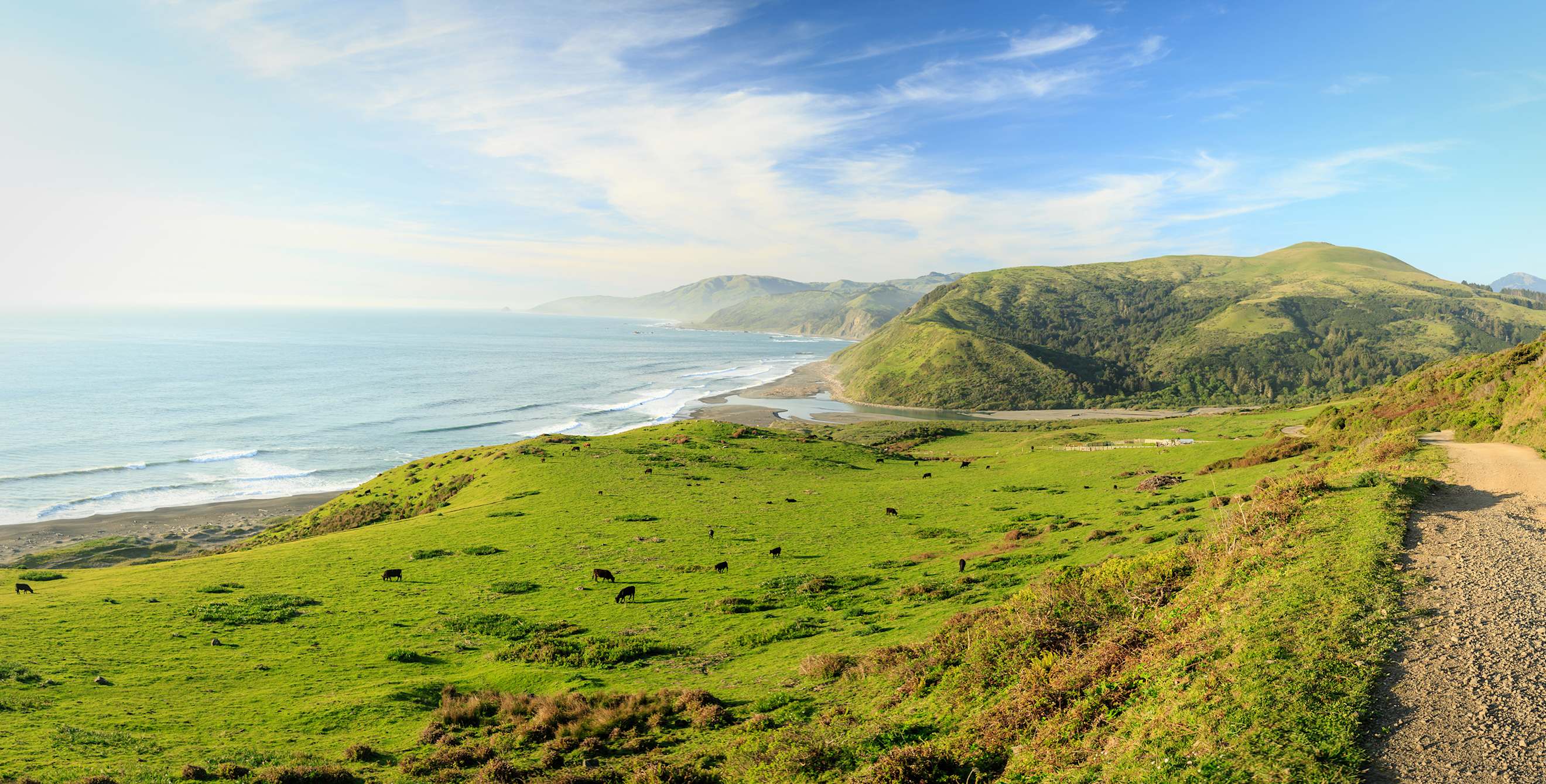 Cattle graze on a green pasture above a beach along the Northern California Lost Coast