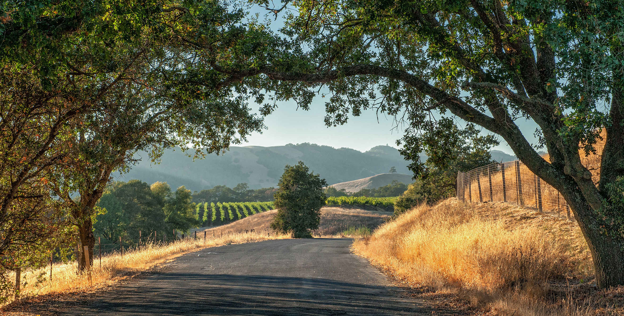 A road in Sonoma County that overlooks oak trees, golden rolling hills, and vineyards, image