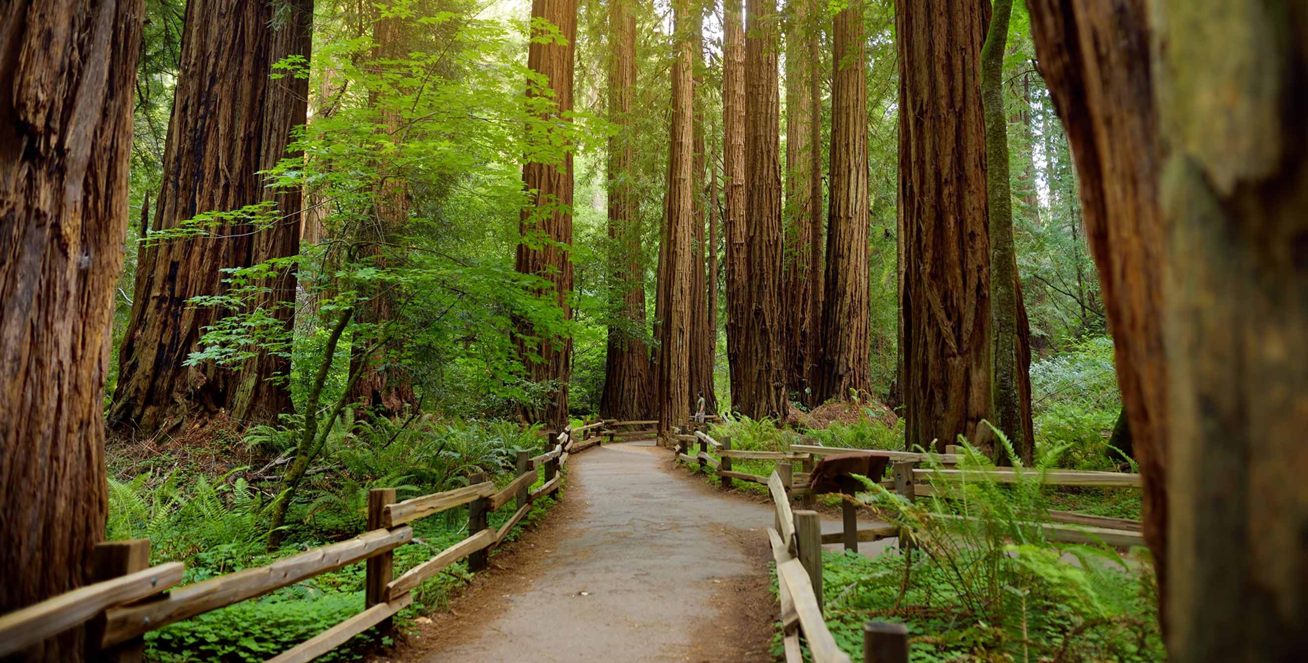 a trail through Muir Woods
