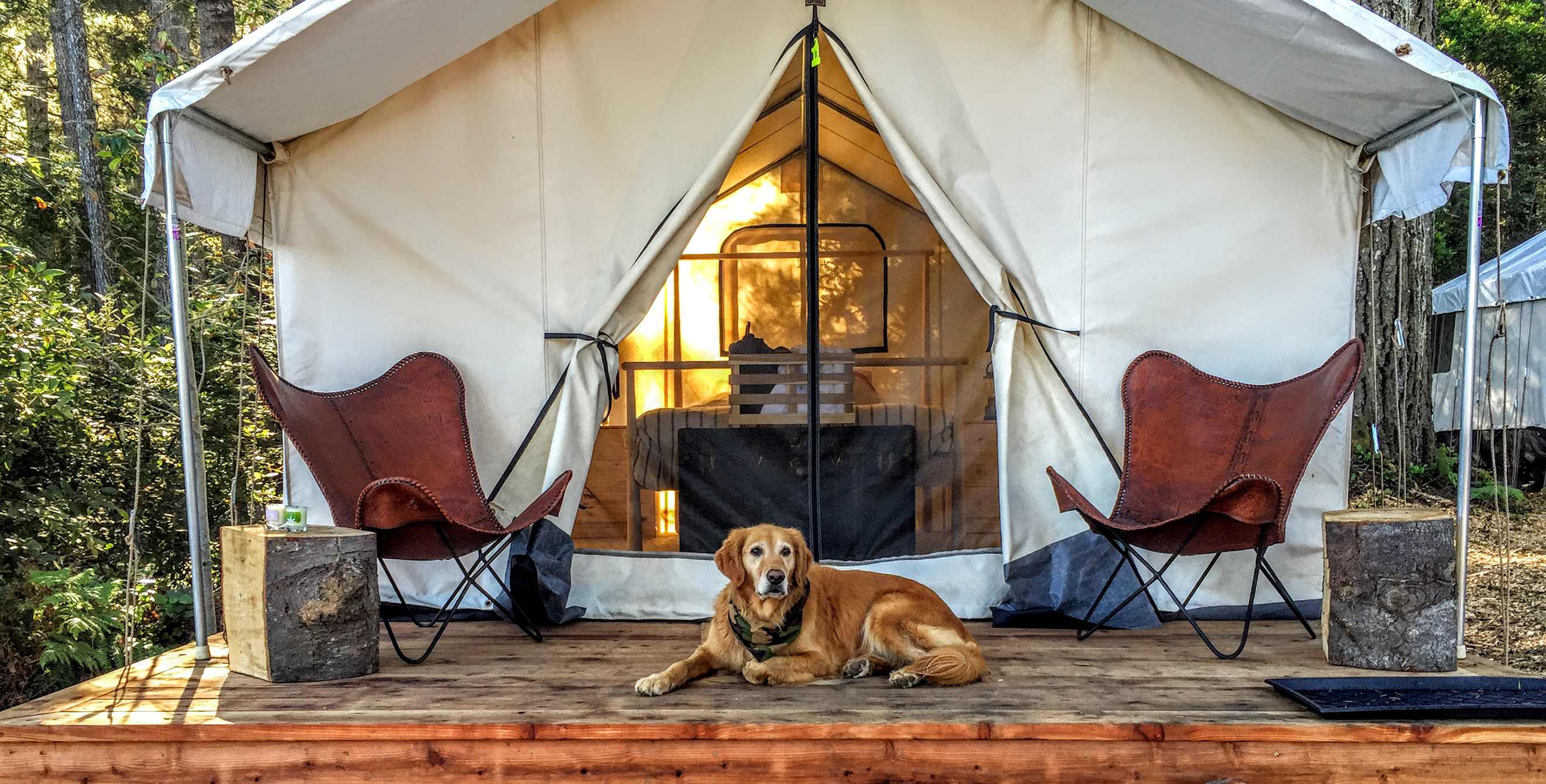deluxe glamping tent with dog at Mendocino Grove near Mendocino, California.