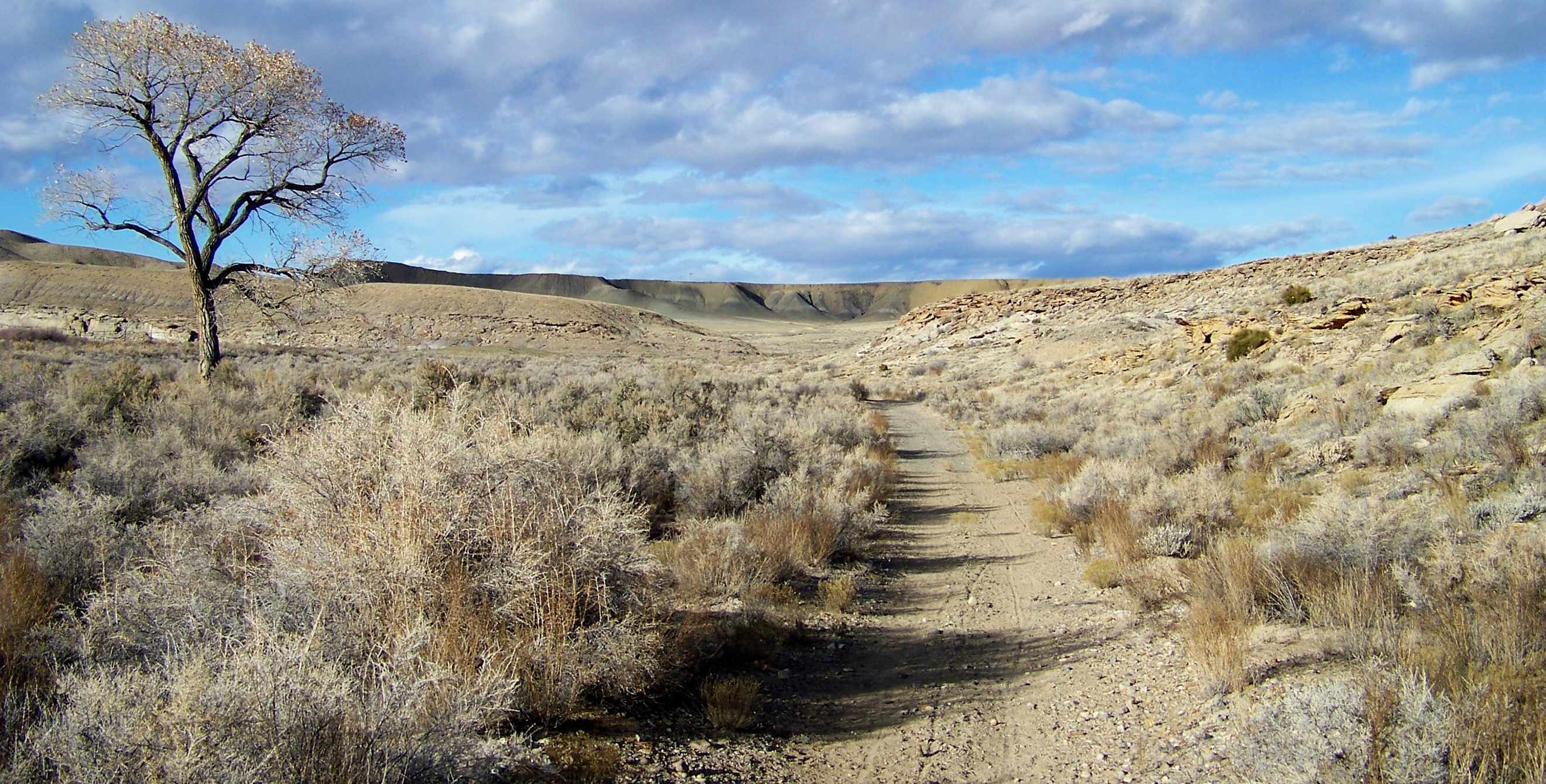 A lone tree stands along the Old Spanish Trail near Grand Junction, Colorado, image