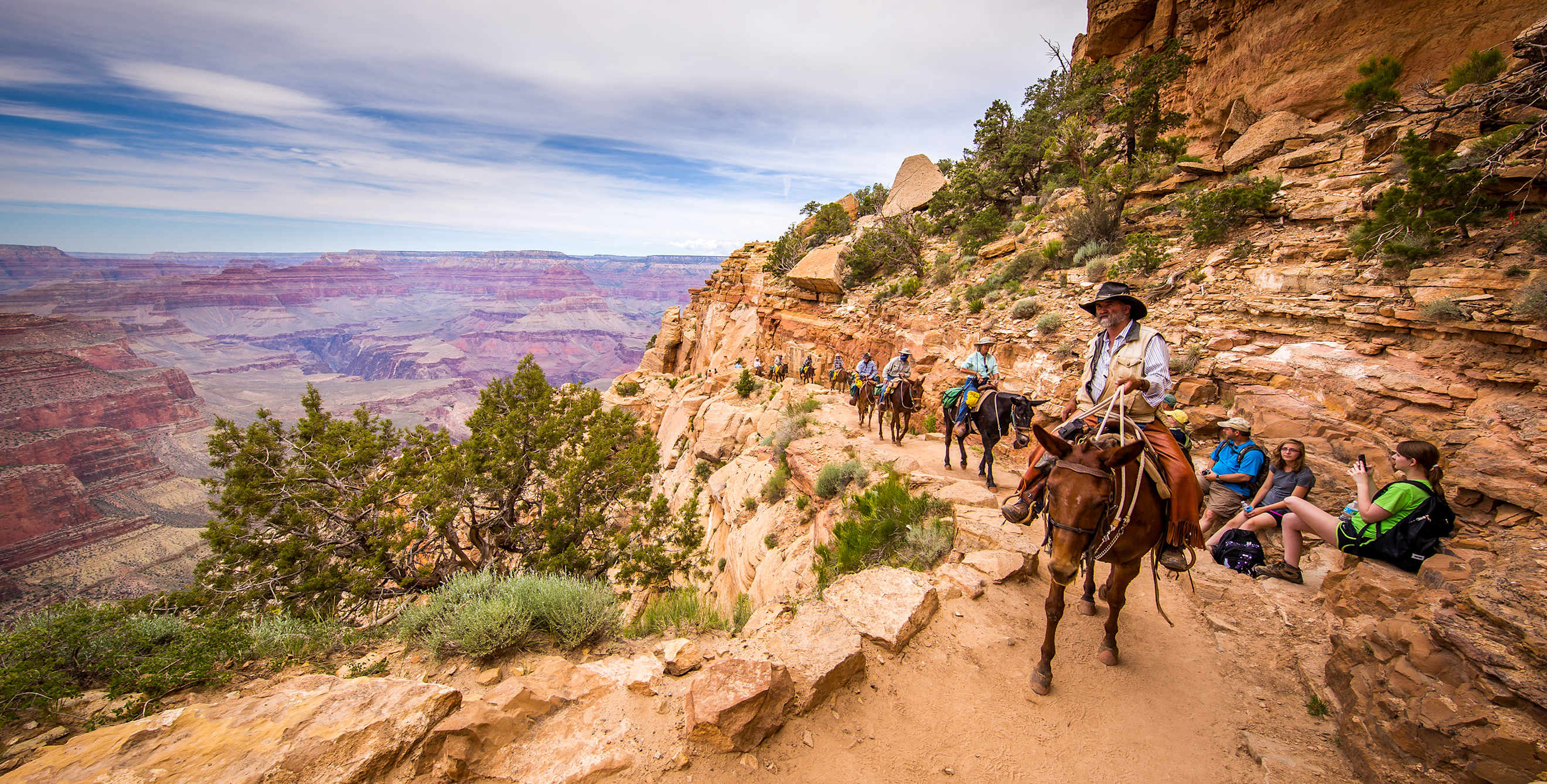 Mules carry gear and riders up to the rim of the Grand Canyon, image