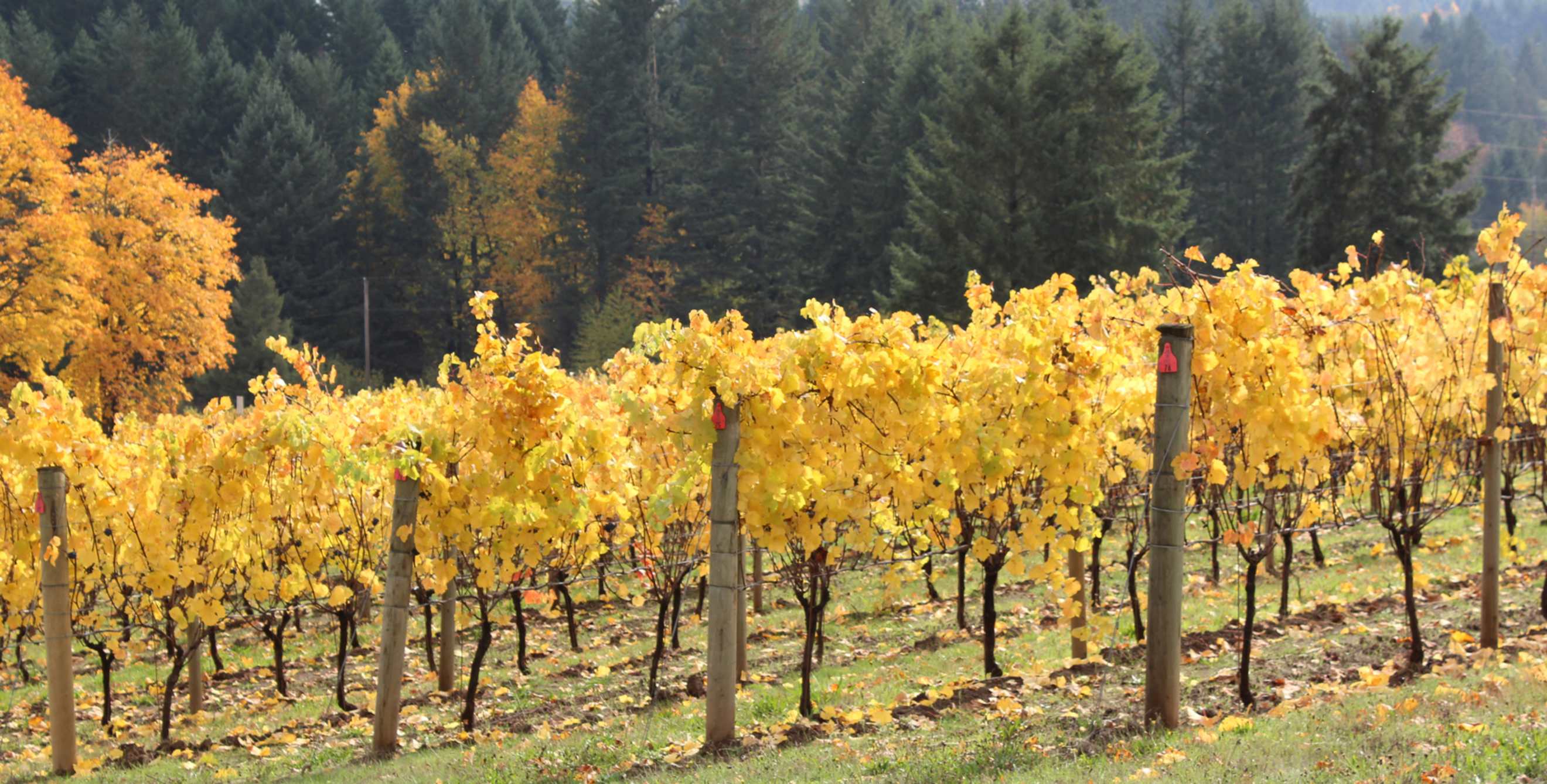 fall color on the vines and hills at Apolloni Vineyards, west of Portland, Oregon