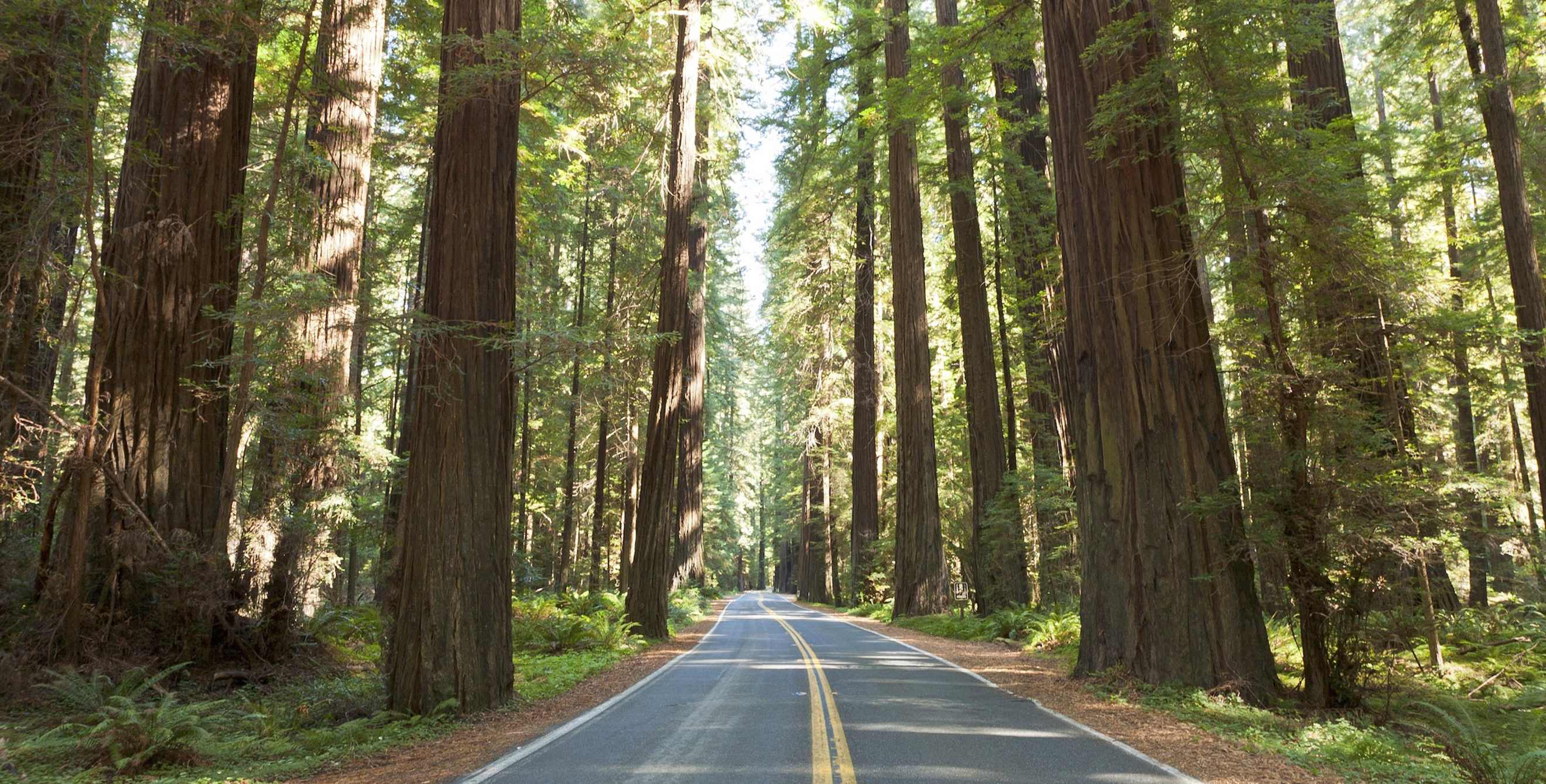 highway 101 passes through the avenue of the giants in humboldt redwoods state park